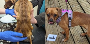 Twenty-year animal ban for Mid Devon man who left dog to starve