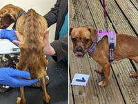 Twenty-year animal ban for Mid Devon man who left dog to starve