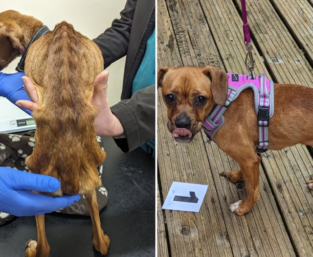 Twenty-year animal ban for Mid Devon man who left dog to starve