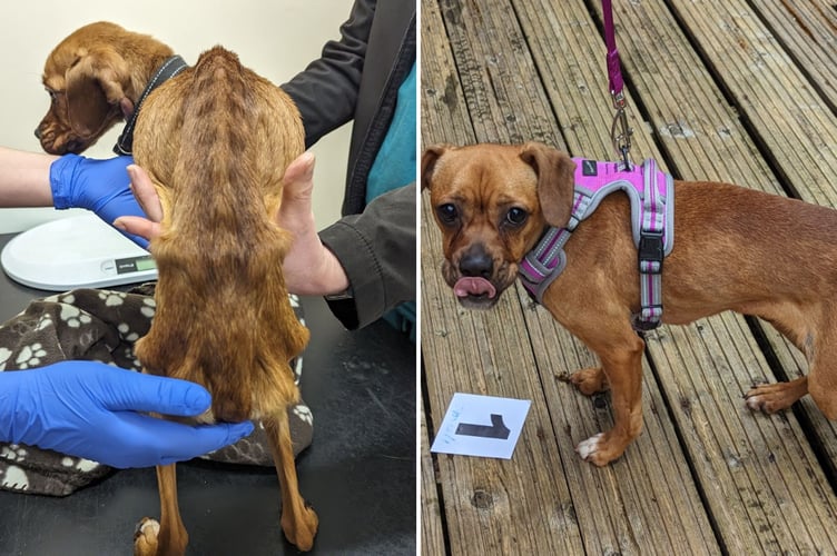 The state in which the dog was found, left, and following recovery, right