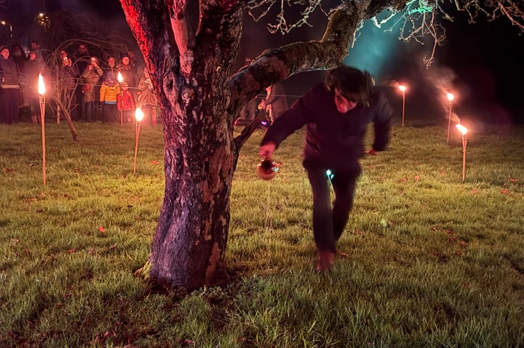The Wassail King pouring cider around the apple tree.  AQ 2027
