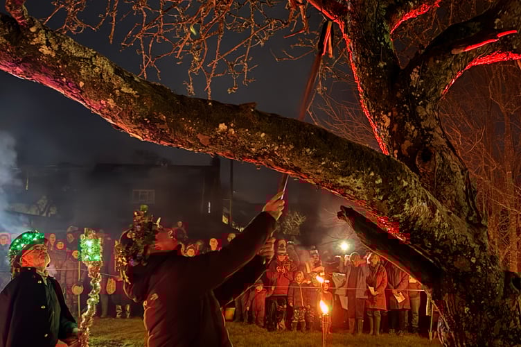 The Wassail King putting toast in the apple tree. AQ 2031
