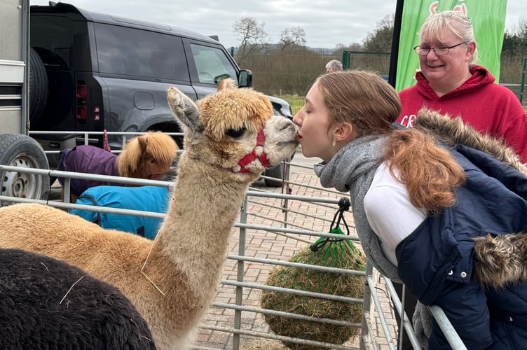 Feeding one of the alpacas at Mole Avon Country Stores Pet Weekend.  AQ 3075
