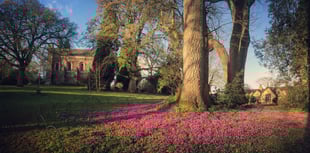 Cyclamen bring carpets of purple to herald spring