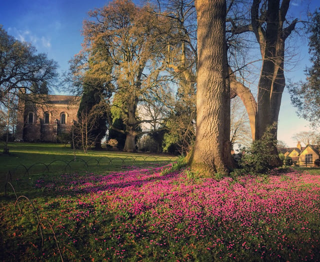 Cyclamen bring carpets of purple to herald spring