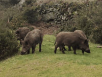 Dog attacked by boar, Dartmoor goer says 