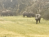 Park authority working 'closely with landowners' after boar sighting
