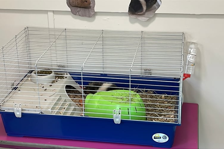 One of the guinea pigs at the nursery