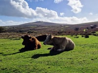Devon County Council’s farms rent arrears rises above £400,000