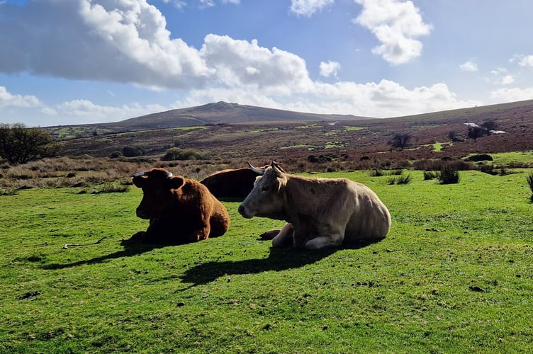 Cows on Dartmoor