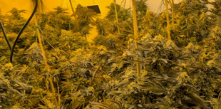 100 cannabis plants found in Tedburn St Mary drugs raid
