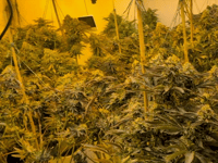 100 cannabis plants found in Tedburn St Mary drugs raid
