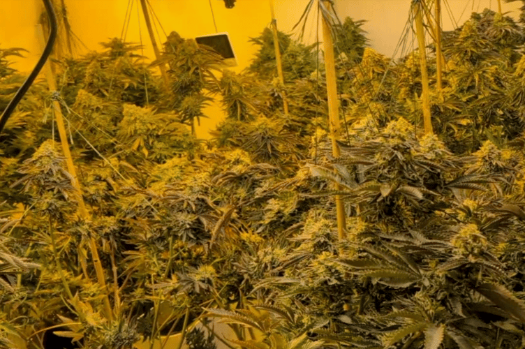 Some of the cannabis plants found during the raid at a Tedburn St Mary bungalow.
