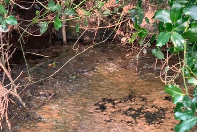 Owner shuts Lapford Mill over sewage incident