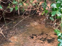 Owner shuts Lapford Mill over sewage incident