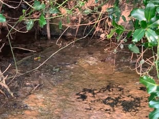 Owner shuts Lapford Mill over sewage incident