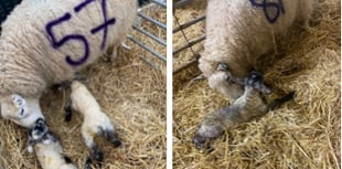 Lambing Bingo raised £250 for FOSS

