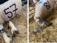 Lambing Bingo raised £250 for FOSS
