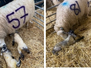 Lambing Bingo raised £250 for FOSS
