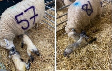 Lambing Bingo number winners.
