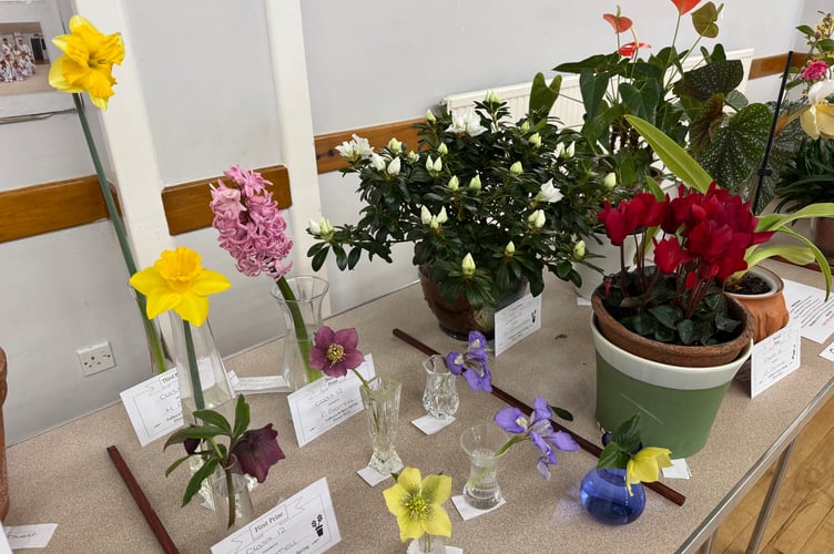 Some of the floral exhibits at Tedburn St Mary Spring Show.  AQ 5729
