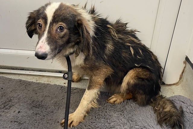 Man jailed over 'appalling' neglect of dogs