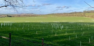 Letter: Climate Change and Re-wilding
