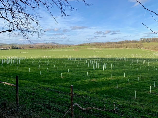 Recent tree planting on the Killerton Estate on prime Grade 1 agricultural land.
