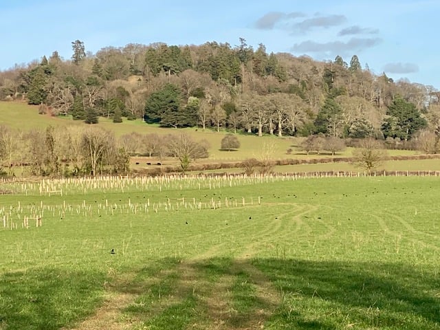 Recent tree planting on the Killerton Estate on prime Grade 1 agricultural land.
