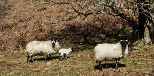 Police warn dog owners after livestock worrying incidents in Mid Devon