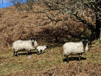 Police warn dog owners after livestock worrying incidents in Mid Devon