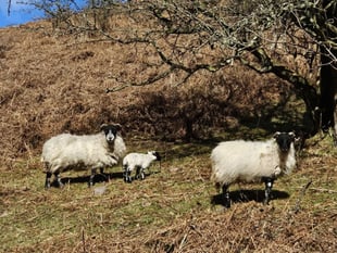 Police warn dog owners after livestock worrying incidents in Mid Devon