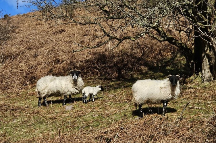 Livestock worrying is a criminal offence