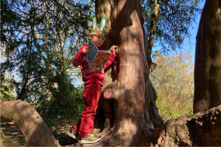 Up a tree