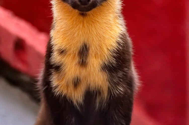 A pine marten. Picture: Don via Pixabay