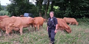 Police advice after livestock stolen in Mid Devon

