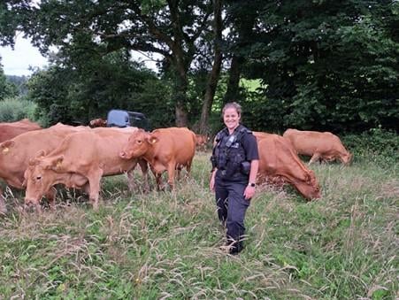 Police advice after livestock stolen in Mid Devon
