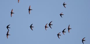 Supporting Swifts in Towns and Villages
