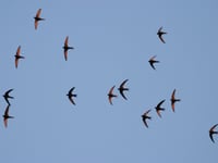 Supporting Swifts in Towns and Villages
