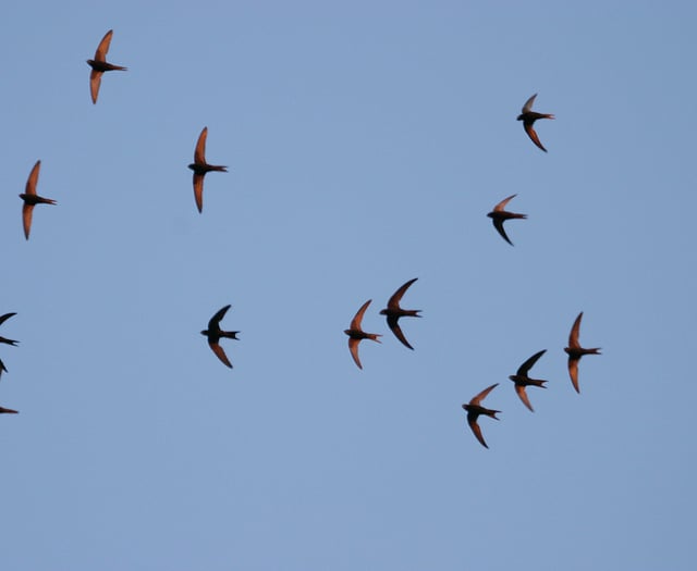 Supporting Swifts in Towns and Villages
