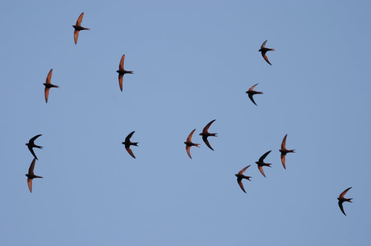 Swifts make a wonderful sight flying.  Photo: Bill Bason
