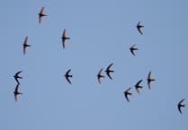 Supporting Swifts in Towns and Villages