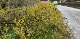 Fallen trees, power lines block main roads around Crediton