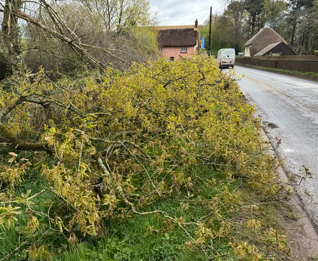 Fallen trees, power lines block main roads around Crediton