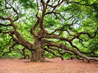 New pests and diseases will cut UK tree growth
