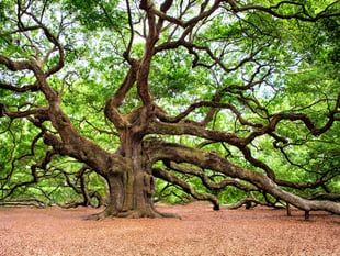 New pests and diseases will cut UK tree growth
