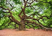 New pests and diseases will cut UK tree growth