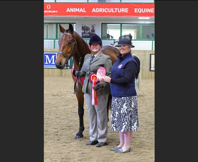 Crediton-based Rare Breed Horse qualifies for National Championship
