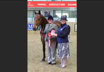 Crediton-based Rare Breed Horse qualifies for National Championship