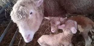 Missing! Have you seen Bertha the sheep?
